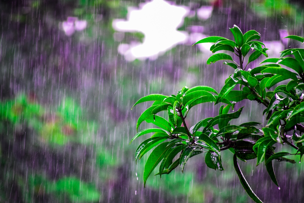 Canva - Selective Focus Photo of Obalte Green-leafed Plants during Rain.jpg